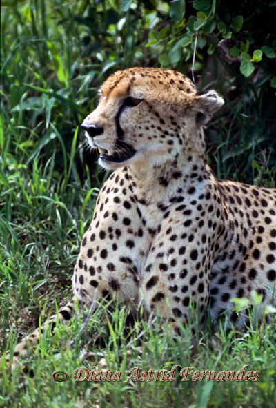 Male-cheetah-Masai-Mara-Game-Park-Kenya
